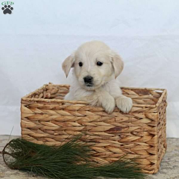 Teddy, Golden Retriever Puppy